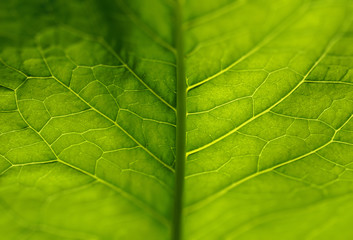 green leaf burdock veins skeleton glows in the sun.