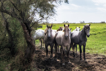 Fototapeta premium les chevaux
