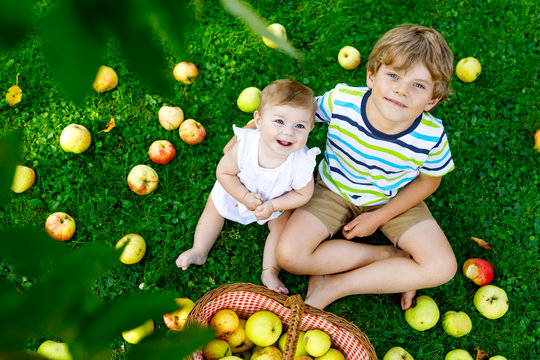 Two Children Picking Apples On A Farm In Early Autumn. Little Baby Girl And Boy Playing In Apple Tree Orchard. Kids Pick Fruit In A Basket.