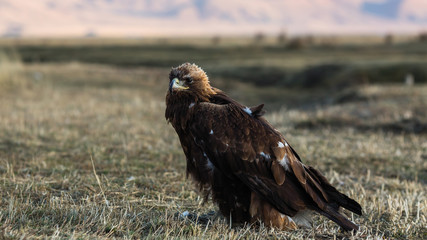 Golden eagle closeup of the steppe and mountains in Western Mongolia.