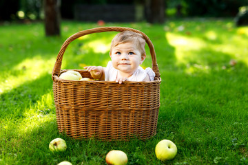 Cute baby girl sitting in basket full with ripe apples on a farm in early autumn. Little baby girl...