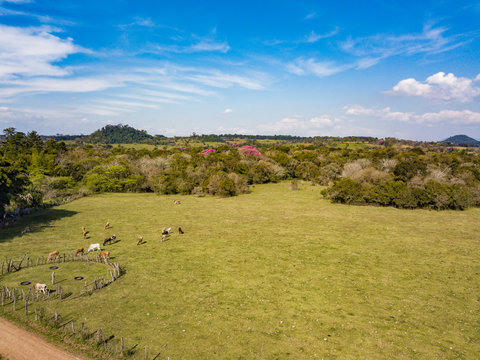 Aerial view of pasture with blooming lapacho trees in Paraguay.