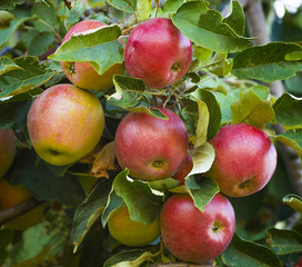 Close-up of blooming wild apple tree, red apple fruit  in August