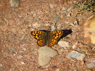 Mariposa al sol