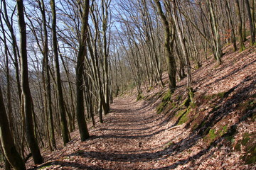 Hiking trail in a bold deciduous forest in november