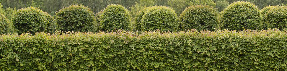 beautifully trimmed trees and shrubs in a manor or palace park