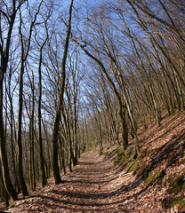 Hiking trail in a bold forest in early spring