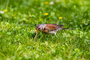 the thrush pulled the earthworm out of the ground and holds it in its beak.
