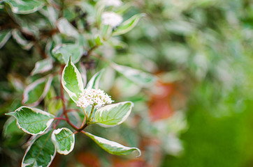 Young green leaves close-up outdoor spring