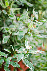 Young green leaves close-up outdoor spring