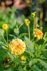 Large and beautiful daisy flowers grow