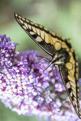 Schmetterling auf Flieder