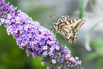 Schmetterling auf Flieder
