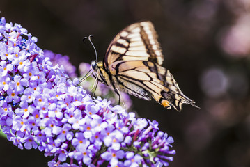 Schmetterling auf Flieder