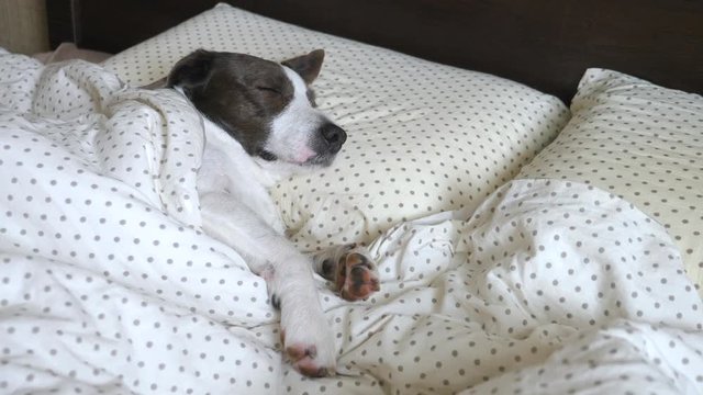 Dog Sleeping Like A Human In Bed