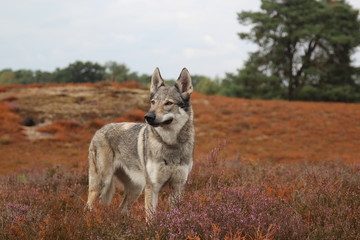 Wolfdog