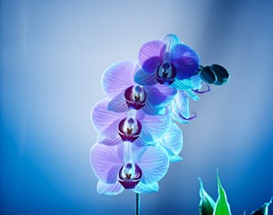 Orchid, studio still life, negative space, low-key