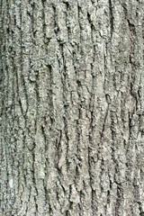 structure of the bark of the old tree as a natural background