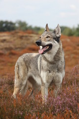 Wolfdog