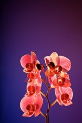Orchid, studio still life, negative space, low-key