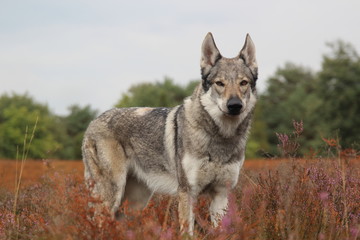 Wolfdog