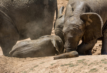 Obraz premium Baby Elephant