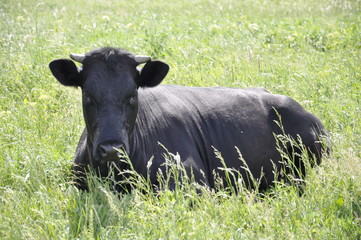 Черная корова