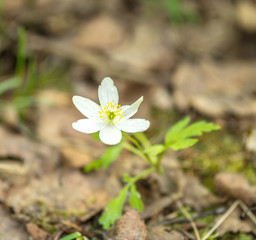 White blooming wildflowers in the Meadow