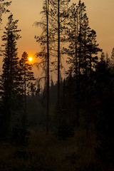 Pine trees in mountain forest silhouetted during sunset