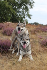 Wolfdogs