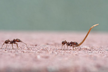 Leafcutter ants carrying plant material