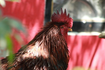 rooster