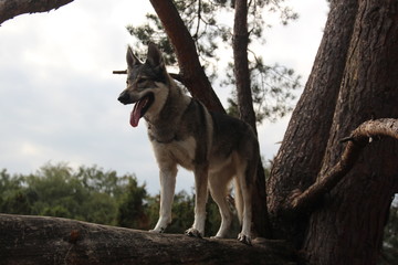 Wolfdog