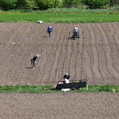 Planting potatoes on a private plot