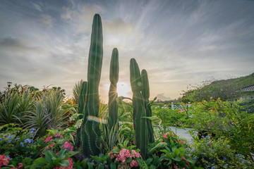   Garden - Curacao Views in the caribbean