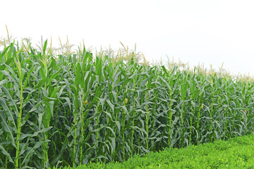 Growing corn in the open field