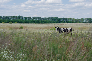 Cow in meadow grass and flowers in summer