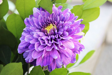 Flor color lila en verano