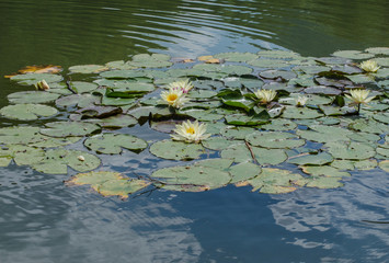 Outdoor recreation - lilies on the lake