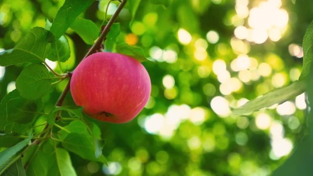 Ripe juicy red apple hanging on a tree branch among green leaves, orchard