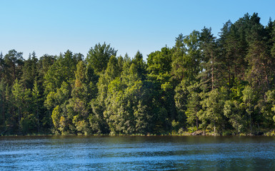 Panorama of river and forest on the coast of the river.