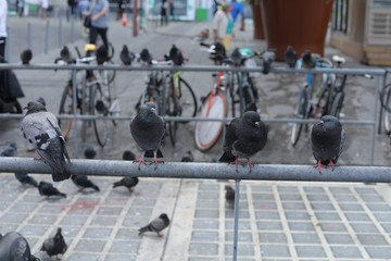 Fototapeta na wymiar pigeon