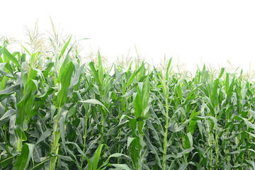 Growing corn in the open field