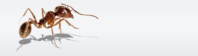 Small ant worker