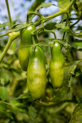 Green unripe tomatoes on a stalk in a greenhouse