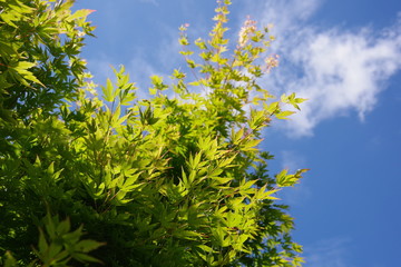 maple leaves and sky