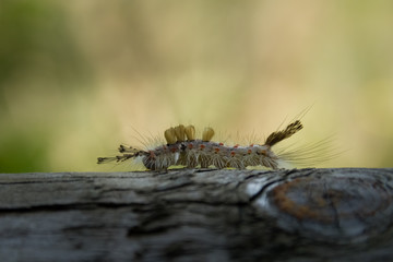 butterfly caterpillar silhouette