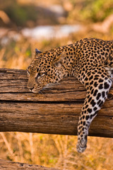 Leopard at Samburo NP (Kenia)