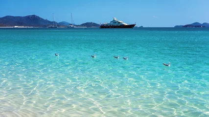 Crédence de cuisine en verre imprimé Whitehaven Beach, île de Whitsundays, Australie Seagulls Swimming In The Clear Blue Water Of A White Silica Sand Beach In Whitsundays Australia