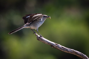Bird at Parque Nacional Peninsula de Gunanahacabibes